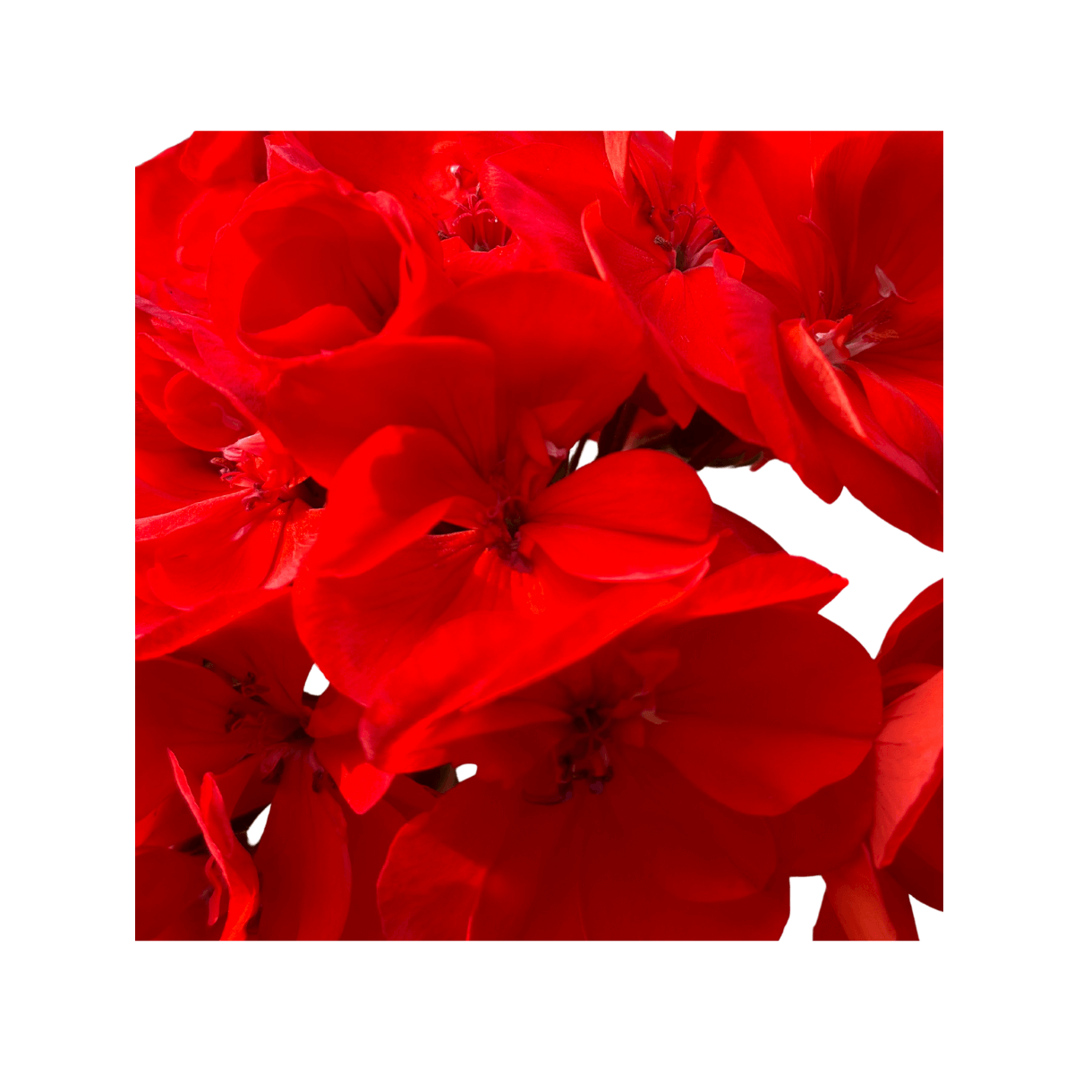 La technologie Thishan Advanced Scentcare