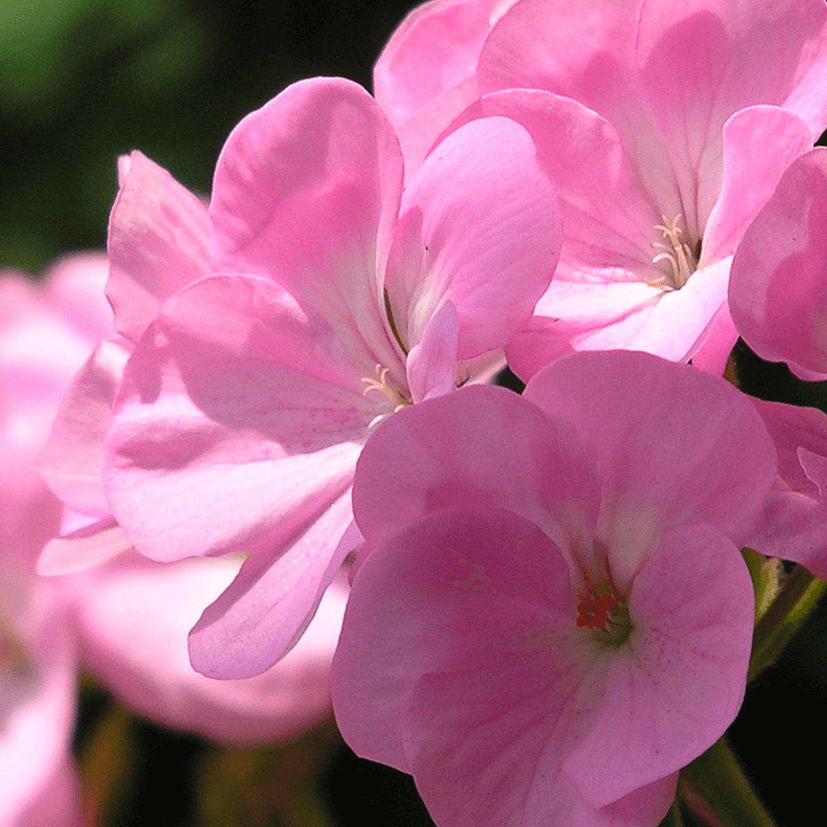 À TOI | L'Eau de Parfum Bio & Vegan