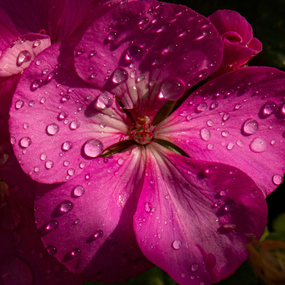 À TOI L'Eau de Parfum - Géranium Rosat